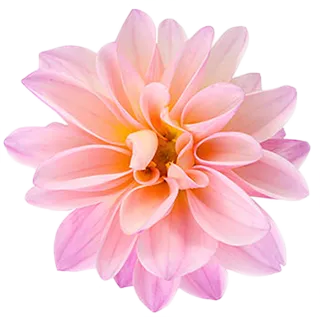 Chrysanthemum