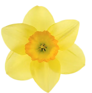 Daffodil