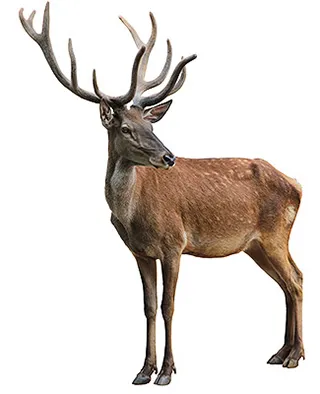 Deer