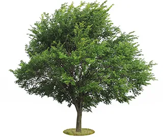 Elm Tree