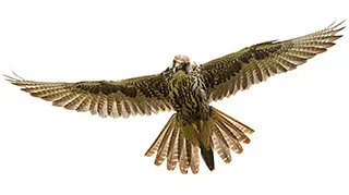 Falcon