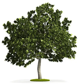Fig Tree