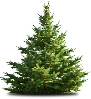 Fir Tree