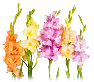 Gladiolus