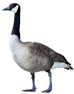 Goose