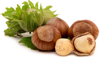 Hazelnut Tree