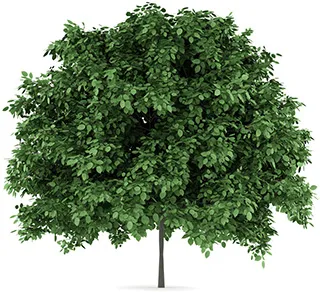 Hornbeam Tree