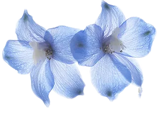 Larkspur
