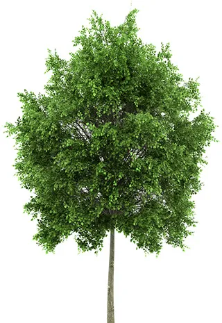 Lime Tree