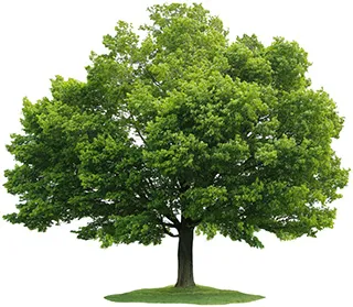 Maple Tree
