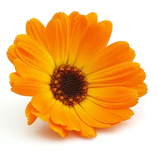 Marigold