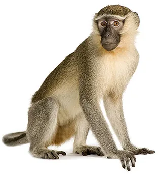 Monkey