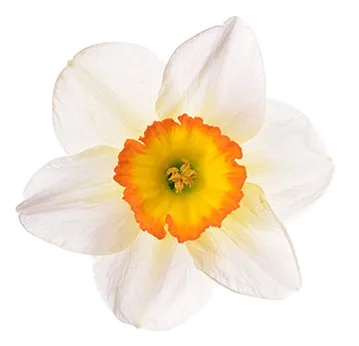 Narcissus