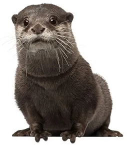 Otter