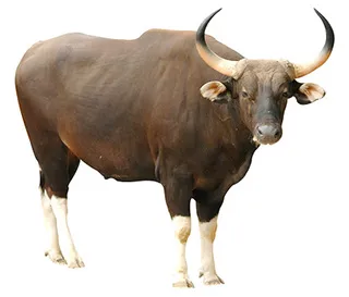 Ox