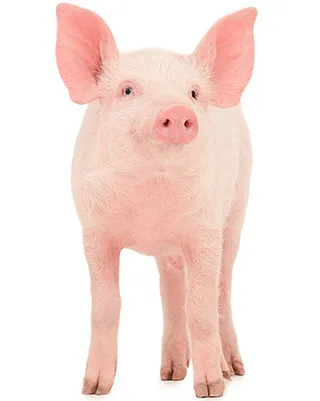 Pig