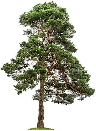 Pine Tree