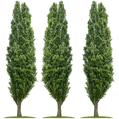 Poplar Tree