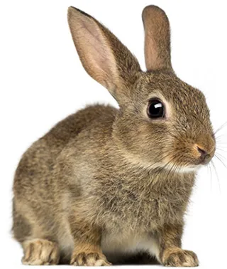 Rabbit