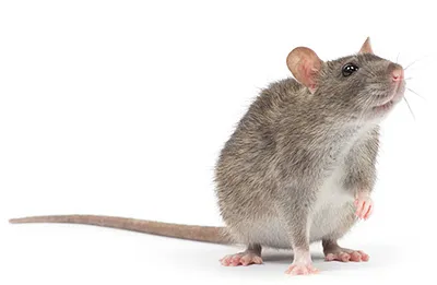 Rat