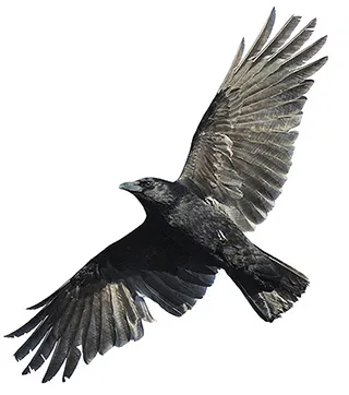 Raven