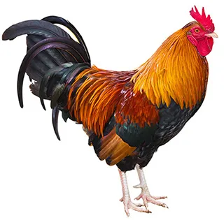 Rooster