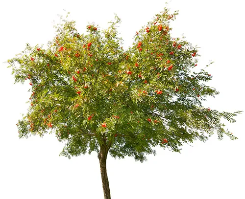 Rowan Tree