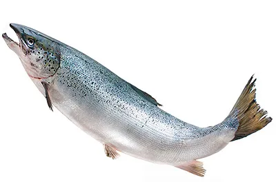 Salmon