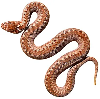 Snake