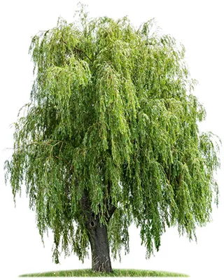 Weeping Willow Tree