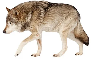 Wolf