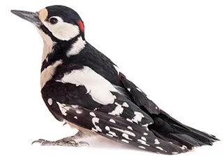 Woodpecker